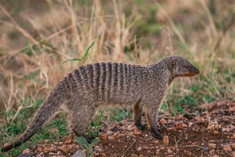 16 Wild Animals In Senegal Wildlife In Senegal Kevmrc