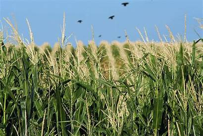 Corn Nebraska Field Ethanol Crops Rain Harvest