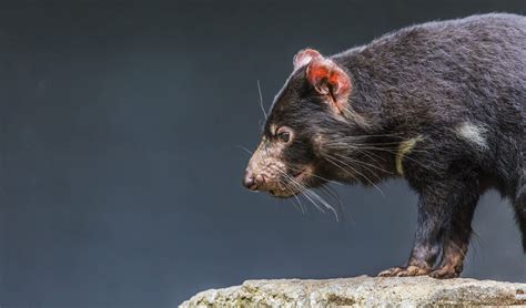 Tasmanian Devils Look Set To Conquer Facial Tumour Disease Australian Geographic