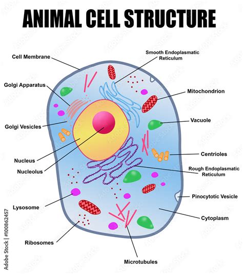 Animal Cell Structure Stock Vector Adobe Stock