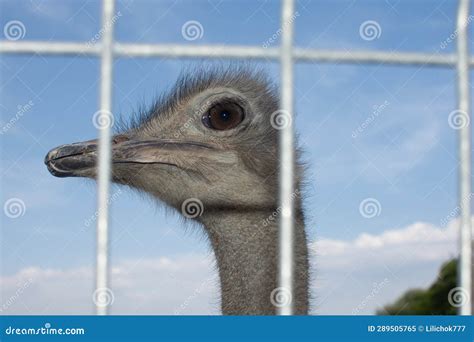Ostrich Looks From Behind Bars Stock Image Image Of Summer Ostrich