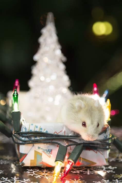 Hamster At The Christmas Tree Stock Photo Image Of Postcard White