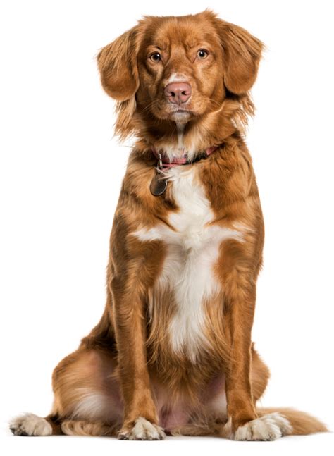 The tolling dog runs, jumps, and plays along the shoreline in full view of flocks of ducks, occasionally disappearing from sight and then quickly the toller is highly intelligent, easy to train, and has great endurance. Nova Scotia Duck Tolling Retriever Health Panel ...