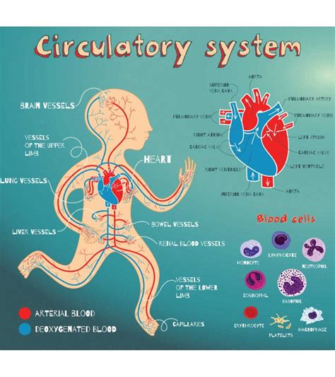 Body parts diagram for kids. Heart & Circulatory System Diagram, Parts & Function, For Kids