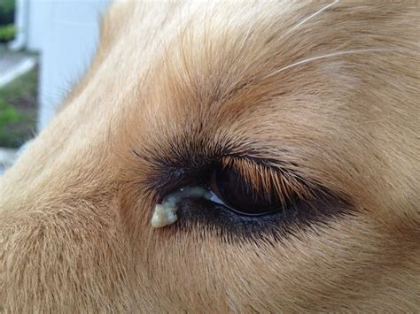 Enfermedades Oculares En Perros Todo Lo Que Debes Saber