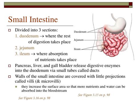 ppt digestive system powerpoint presentation free download id 1451264