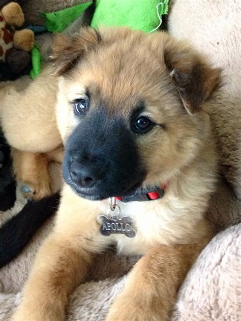 We did not find results for: Malinois mix puppy | Animals | Pinterest | German shepherd ...