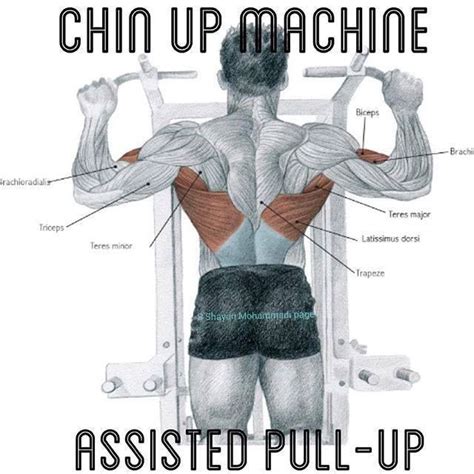 Pin By Mohamed Ramadan On Dos Assisted Pull Ups Latissimus Dorsi