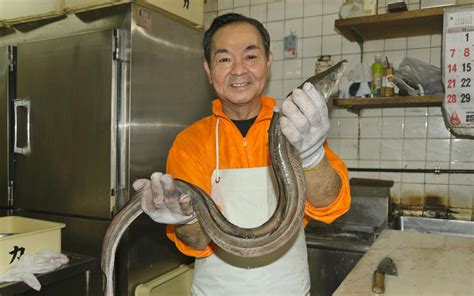 Japanese Eels On Endangered List News Eco Business Asia Pacific