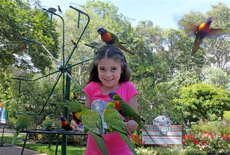 Top Shows To See During Your Visit To Currumbin Currumbin Wildlife