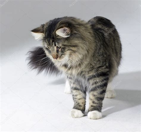 Tabby Norwegian Forest Cat — Stock Photo © Prill 7196882