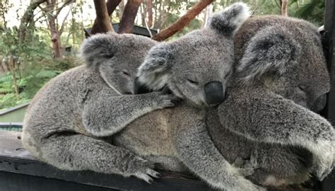 Koalas Use Group Hugs To Battle Cold Temperatures At Australian Reptile