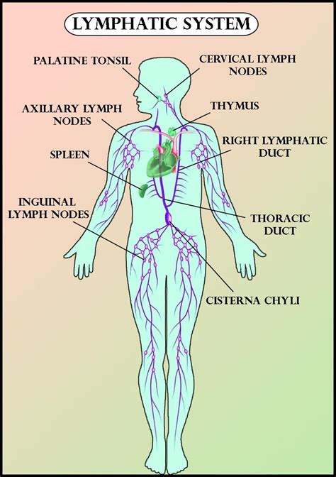 Chart Of Lymph Nodes In Body