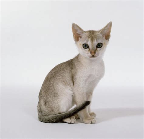 Singapura Cat Breed Information Pictures Characteristics And Facts