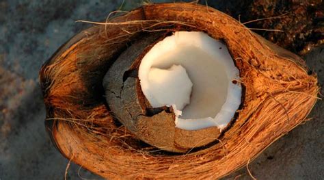 Coconuts May Inspire Designs For Earthquake Proof Buildings