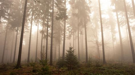 About Hd Wallpaper Of Foggy Forest Online