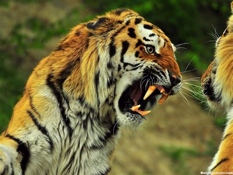 Angry Tiger Face 1600×1200 Wild Tiger Animals Wild Tiger Roaring