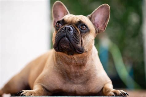 Another not so common issue the frenchie may suffer from is called hip dysplasia. Different French Bulldog Health Issues - reddawnborders.com