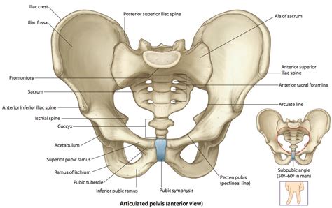 It is also helpful in posterior slings. Collection of Pelvic Bones Posterior And Anterior View ...