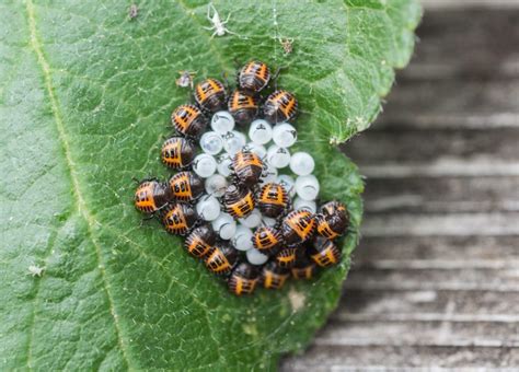 Die larven des holzbocks, eines käfers, fressen nach dem schlüpfen mindestens zwei. Baumwanzen: Tipps zur Bekämpfung im Haus - Plantura