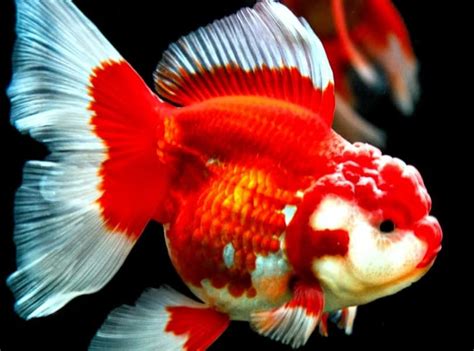 IKAN KOKI : Jenis, Cara Merawat, Pakan, Harga Jual (Lengkap)