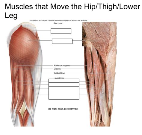 Muscles Of Posterior Thigh Diagram Quizlet