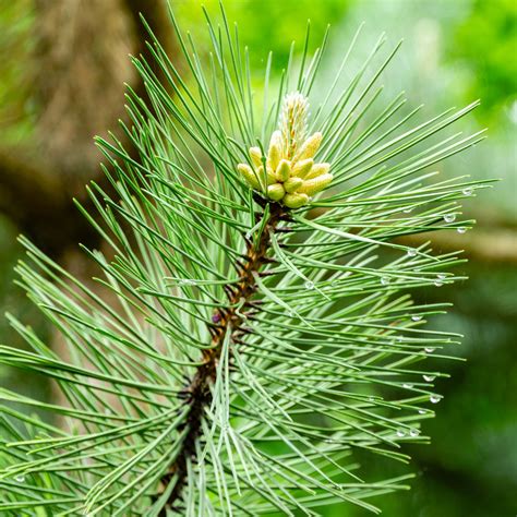 Japanese Black Pine Tree Green Thumbs Garden