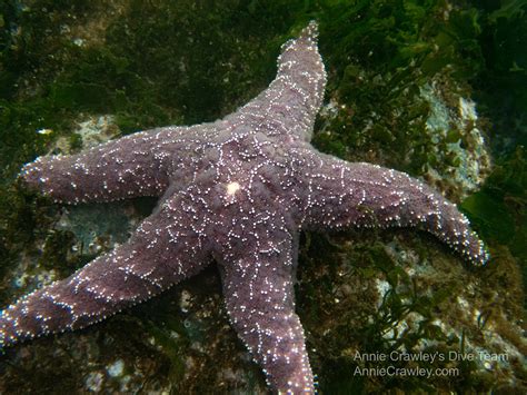 Sea Stars—starfish—pnw Ocean Life—species Identification — Edmonds