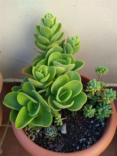 Echeveria Pallida Cultivo De Plantas Plantas Suculentas Suculentas