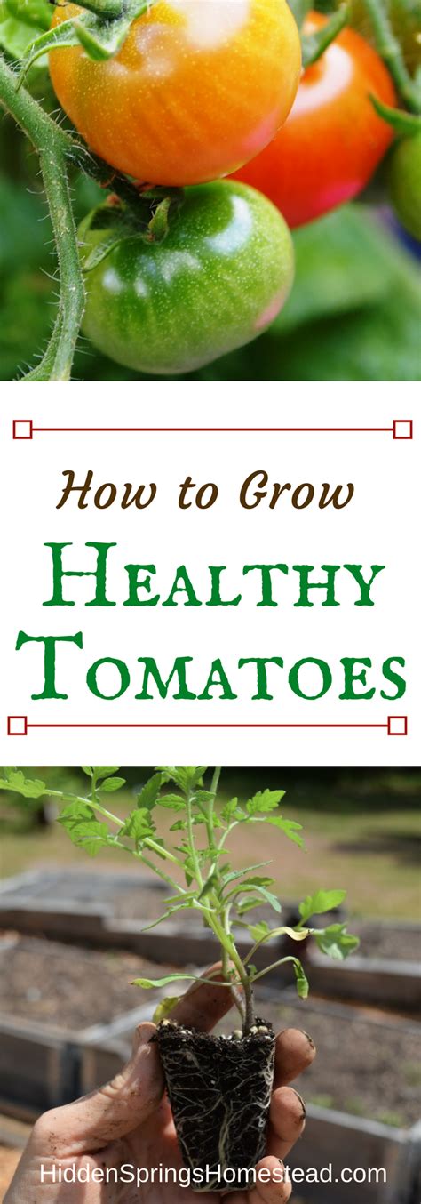 Best Tips For Growing Healthy Tomatoes · Hidden Springs Homestead