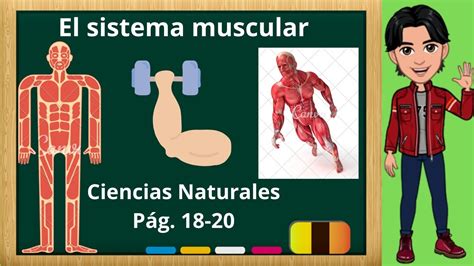 El Sistema Muscular Grado Ciencias Naturales P G Youtube