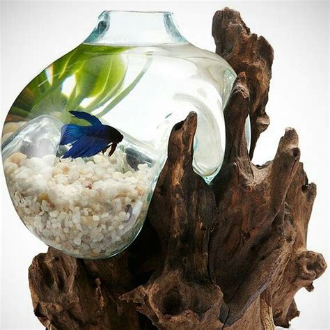 Betta Fish Bowl Unique Molten Glass On Teak Driftwood M197 Asap Aquarium