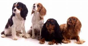 4 Cavalier Coat Colors Cavalier King Charles Spaniel Charles Spaniel