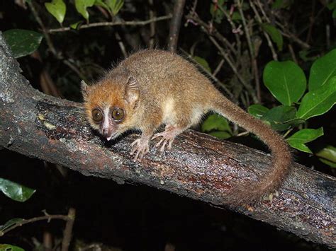 Meet Madame Berthes Mouse Lemur The Worlds Smallest Primate With An
