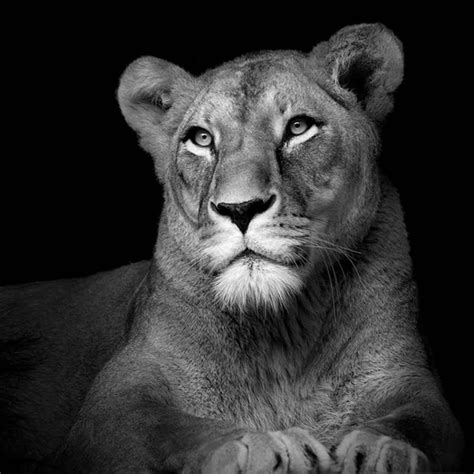 Amazing Black And White Animal Photography By Lukas Holas Animals