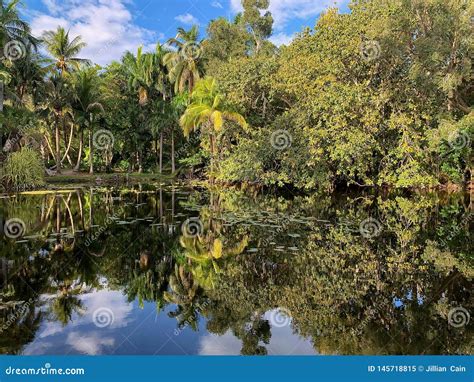 Natural Tropical Florida Stock Image Image Of Pretty 145718815