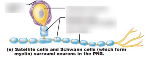 Satellite Cells And Schwann Cells Diagram Quizlet