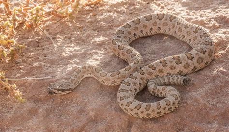 Commonly Seen Snakes Of Arizona Phoenix Scottsdale And Surrounding