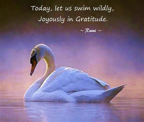 Today Let Us Swim Wildly Joyously In Gratitude Rumi Rumi Love