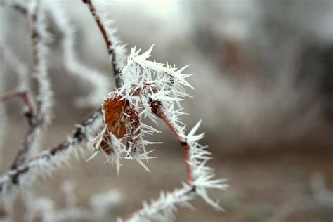 Frost — смотреть в эфире. Hoar Frost this week