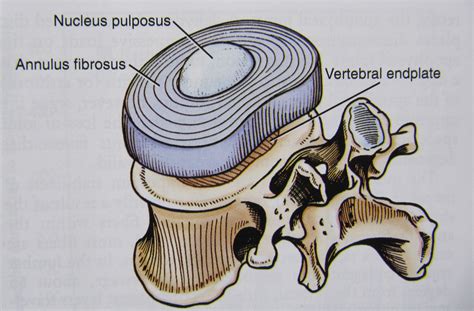Notes On Anatomy And Physiology The Intervertebral Discs