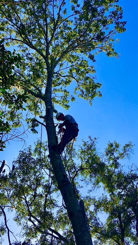 Call for a free estimate.you won't be disappointed! Services - TREE REMOVALS OF SARASOTA, FL
