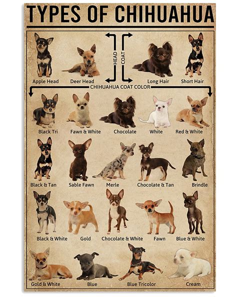 Types Of Chihuahua