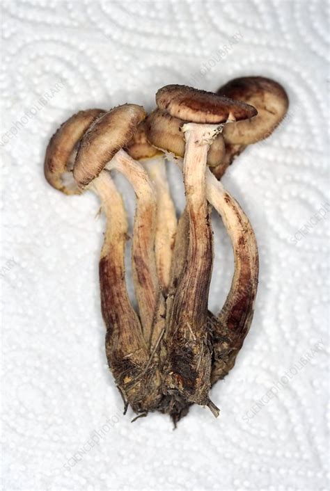 Cluster Of Edible Mushroom Stock Image C0018745 Science Photo
