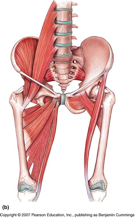 The hip's essential muscles are the sartorius, rectus femoris, gluteus minimus and medius, iliopsoas, adductors, and hamstrings. A Busted Star - Hockey Hurts