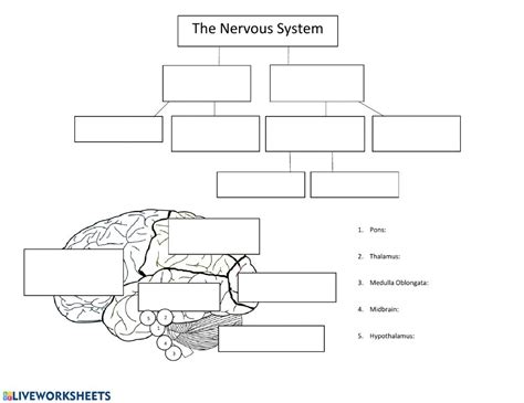 The Nervous system worksheet