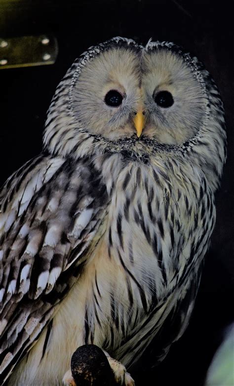 ● wann sind sie (5.) um 18 uhr. Ich sehe Dich... Foto & Bild | tiere, zoo, wildpark ...