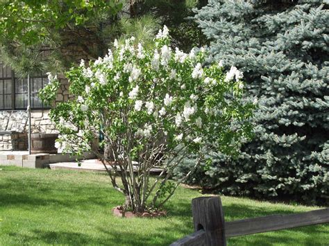 Lilac, Common White - TheTreeFarm.com