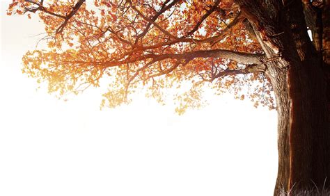 Download Winter Resolution Wallpaper Tree Autumn 4k Fall