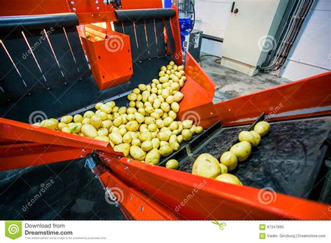 Potato Sorting Processing And Packing Factory Stock Image Image Of